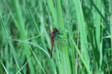 dragonfly on a green leaf