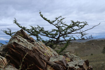 dead tree in the middle of the desert