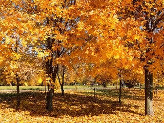 Colorful bright autumn city park. Leaves fall on ground. Autumn forest scenery with warm colors and footpath covered in leaves leading into scene.