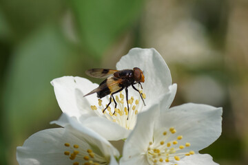 Hover fly, pellucid fly, (Volucella pellucens) on the flower of a sweet mock-orange (Philadelphus coronarius), family Hydrangeaceae. Garden, Netherlands June