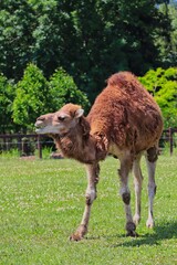 Dromedary Camel also called Somali or Arabian Camel in Czech Farm Park. Camelus Dromedarius with One Hump during Sunny Day with Beautiful Green Tree Background.