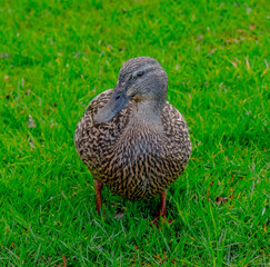 duck in the grass