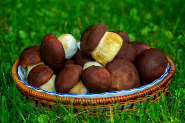 porcini mushrooms on green grass , autumn mushroom harvest