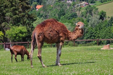 Dromedary Camel also called Somali or Arabian Camel with Anglo-Nubian Goat in Czech Farm Park. Camelus Dromedarius with One Hump and Brown Domestic Goat.