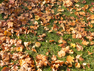 Creative background of yellow leaves on green grass. Authentic bright autumn background for any of your projects..