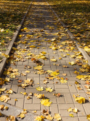 Creative background of yellow leaves on the sidewalk in perspective. Authentic bright autumn background for any of your projects..