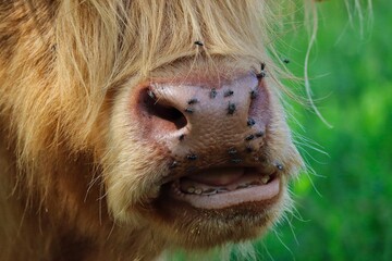 Closeup of Highland Cattle Chewing in Czech Farm Park. Close-up of Scottish Breed of Rustic Cattle Eating. 