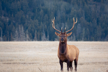 Hirschkampf - Deer Fighting, Jasper Nationalpark