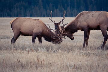 Hirschkampf - Deer Fighting, Jasper Nationalpark