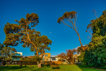 autumn landscape with a tree