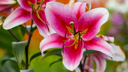 blooming pink Lily in a flower bed macro photography
