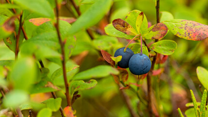 two ripe blueberries on a Bush macro photography