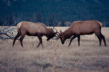 Naklejka na ściany i meble Hirschkampf - Deer Fighting, Jasper Nationalpark