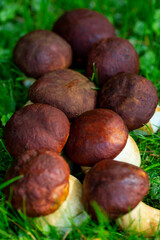 porcini mushrooms on green grass , autumn mushroom harvest