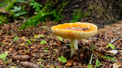 big red fly agaric in the forest