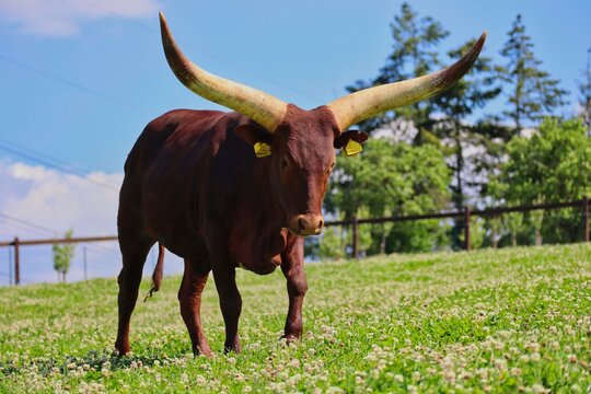 Big Ankole-Watusi Standing on Meadow full of White Clover in Czech Farm Park. Modern American Breed of Domestic Cattle on a Sunny Day.