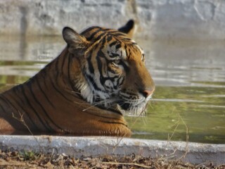 Royal Bengal Tiger enjoying in the pond !