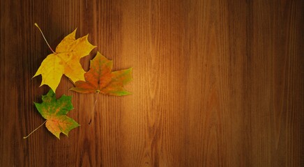 autumn background. flat simple design. maple leaves fall on the wooden background.