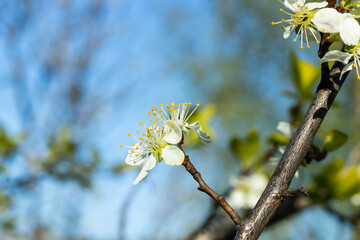 Beautiful white cherry flowers in the garden