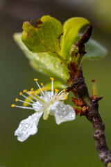 Beautiful white cherry flowers with raindrops and ant in the garden