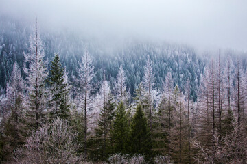 morning mist in the field