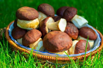porcini mushrooms on green grass , autumn mushroom harvest