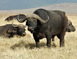 Obraz premium Buffalo bull, Ngorongoro Crater, Tanzania
