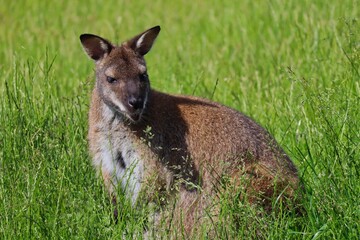 Closeup of The Red-Necked Wallaby or Bennett's Wallaby (Macropus Rufogriseus) Standing in the Grass in Czech Farm Park. Cute Brown Tasmanian Kangaroo in Czech Farmpark Nature.