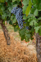 Uvas 22