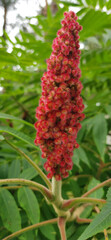 Rhus typhina red flower over green background