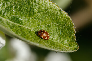 Apple leaf with bug in the garden on spring
