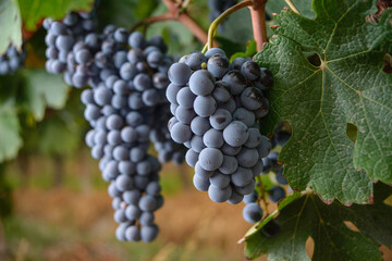 Uvas 2020 6