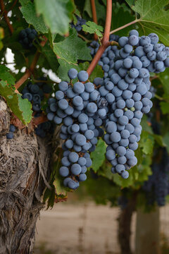 Uvas 2020 4