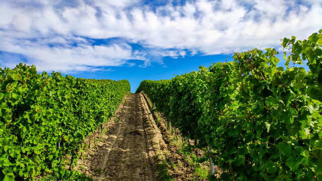 vineyard in czech republic