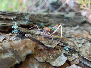 Insect cricket in the forest on the bark of a tree