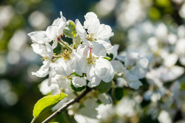 Apple blossom in the garden on spring