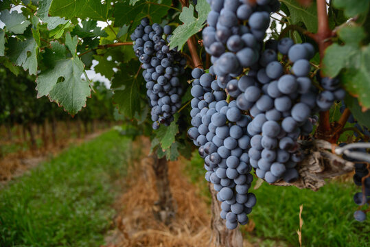 Uvas 2020 11