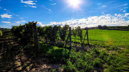 Obraz premium vineyard in czech republic