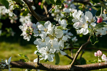 Apple blossom in the garden on spring
