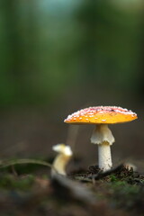 Mushroom with dots in the forrest autum time