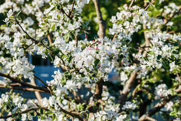 Apple blossom in the garden on spring