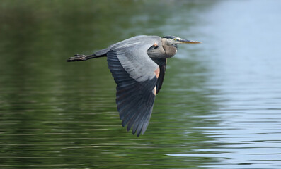 great blue heron