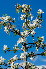 Apple blossom in the garden on blue sky background
