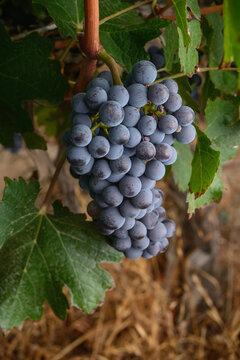 Uvas 40