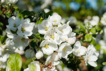 Apple blossom in the garden on spring