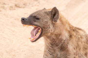 Hyäne lacht über einen lustigen Witz