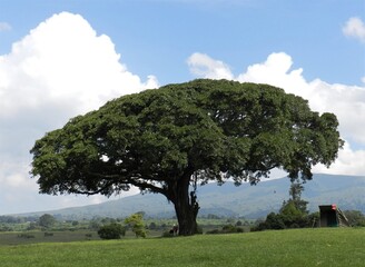 Lone camper, Simba campsite, Ngorongoro Crater, Tanzania