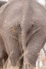 The elephant in the room 4