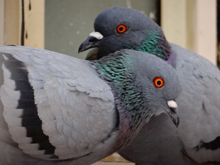 Close up of a couple pigeon