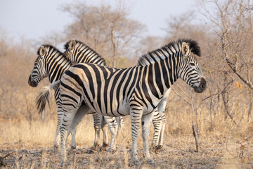 Fototapeta na wymiar Zebras on the African grasslands